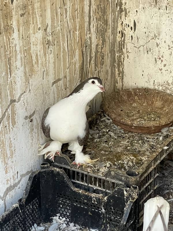 beautiful and healthy sherazi pigeons for sell 1