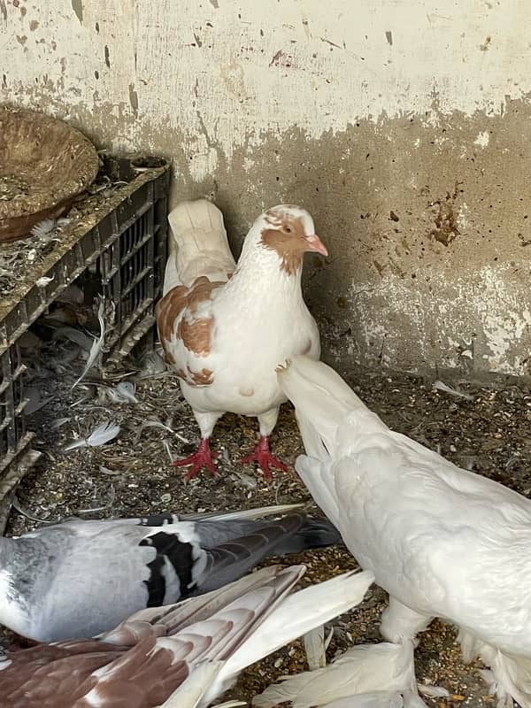 beautiful and healthy sherazi pigeons for sell 2