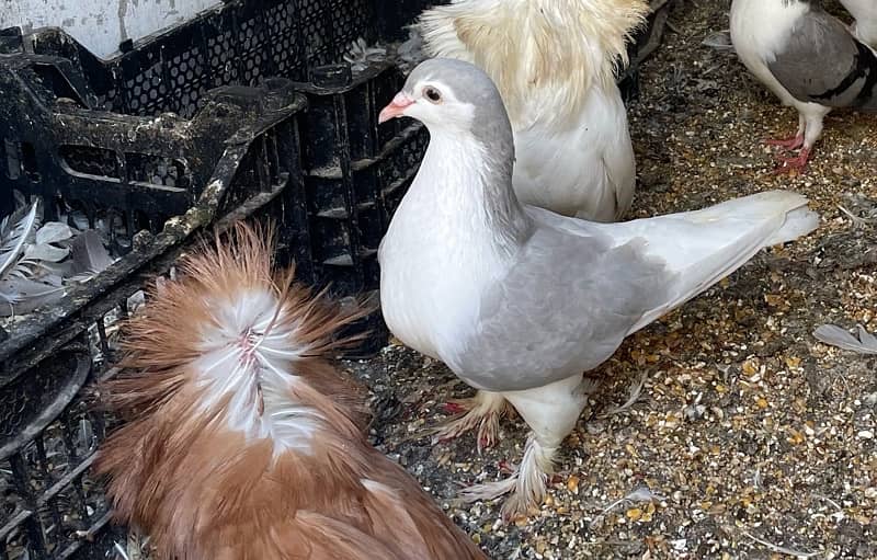 beautiful and healthy sherazi pigeons for sell 3