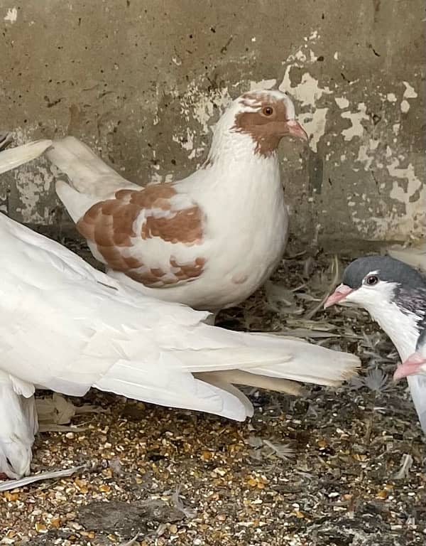 beautiful and healthy sherazi pigeons for sell 4