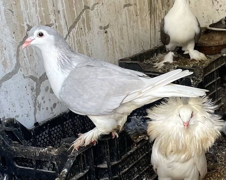 beautiful and healthy sherazi pigeons for sell 5