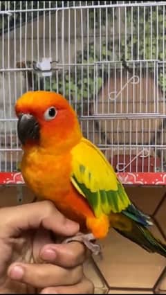 Sun conure parrot