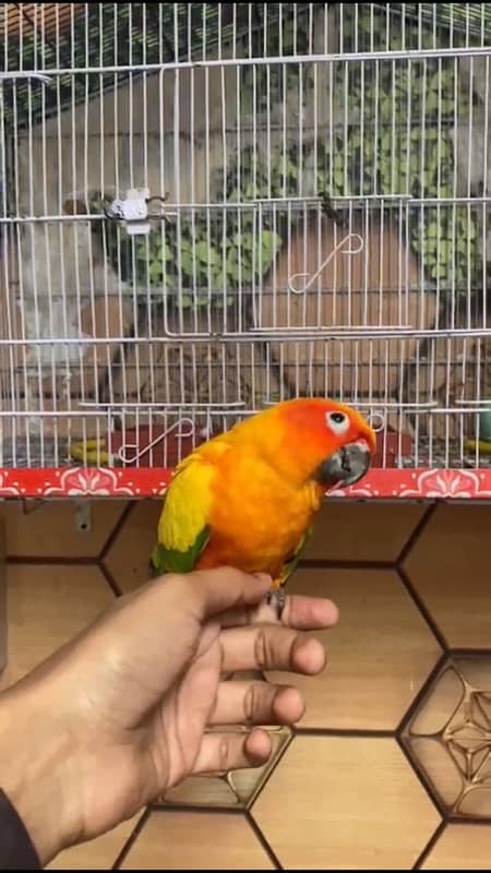 Sun conure parrot 1