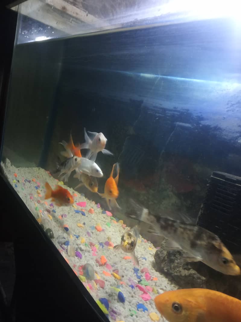 Gold fish and koi 1