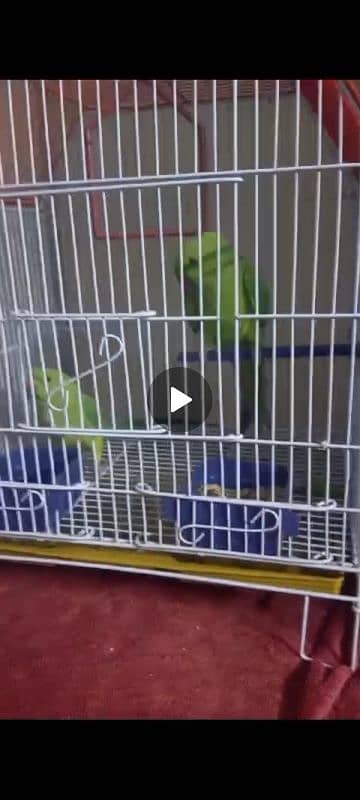 parrot green Mithu pair 0