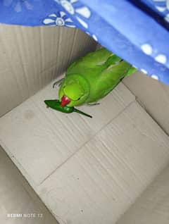 female parrot for sale