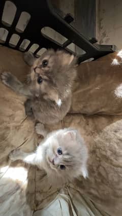 Persian kittens 1 month babies