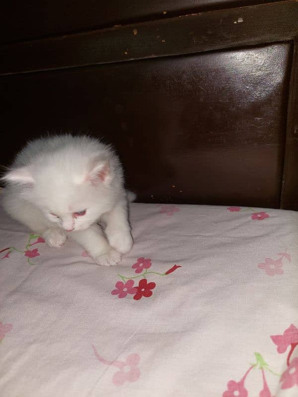 3 beautiful double cot kitten available 5