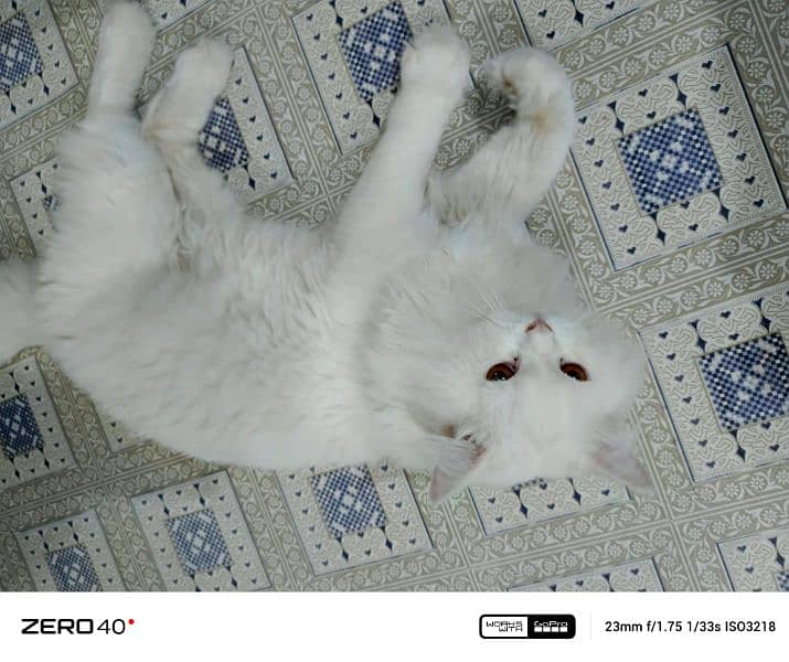 triple coated Persian cat 1