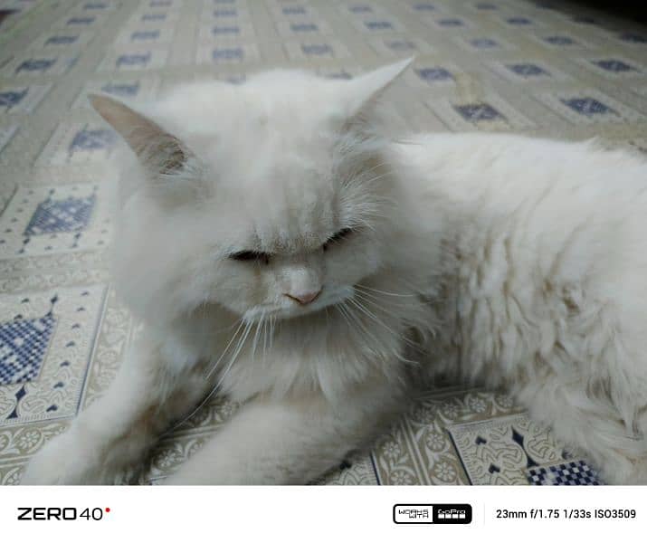 triple coated Persian cat 3