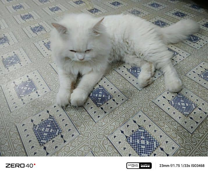 triple coated Persian cat 4