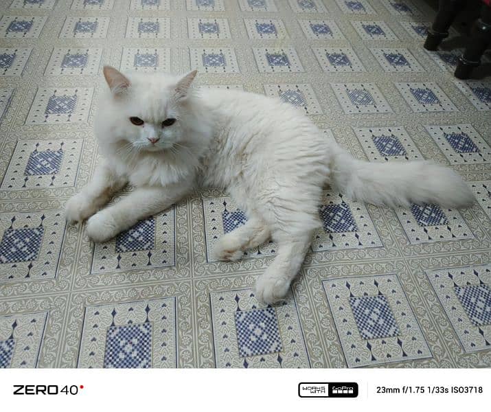 triple coated Persian cat 5