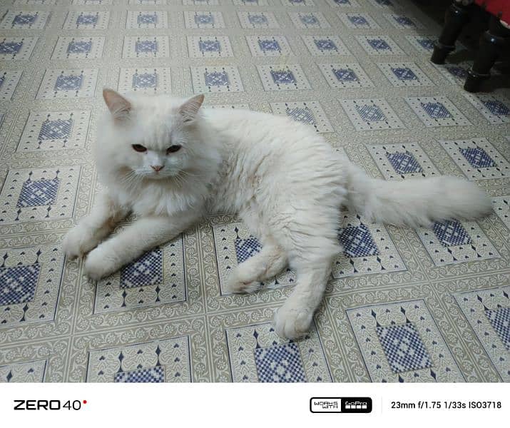 triple coated Persian cat 6