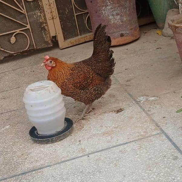 golden misri hens eggs laying 0