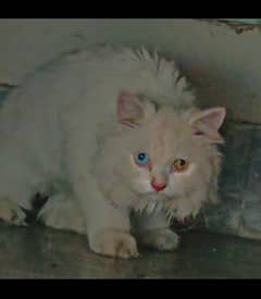 Triple coat Persian cat With Odd eyes