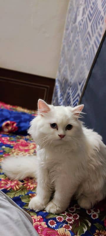 Triple coat Persian cat With Odd eyes 1