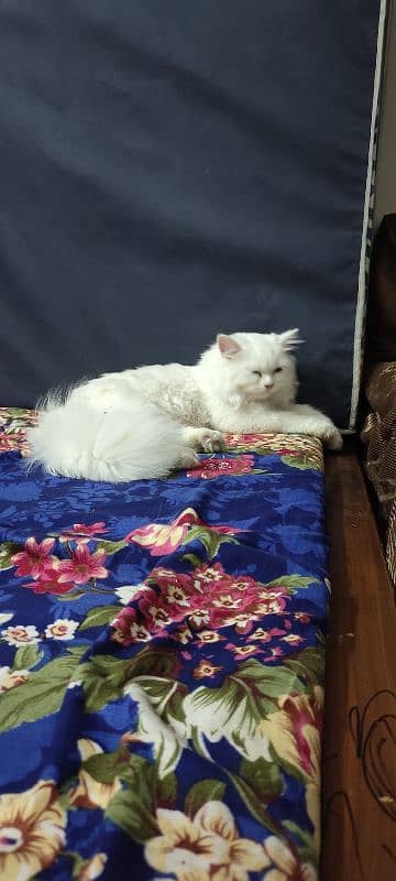 Triple coat Persian cat With Odd eyes 2