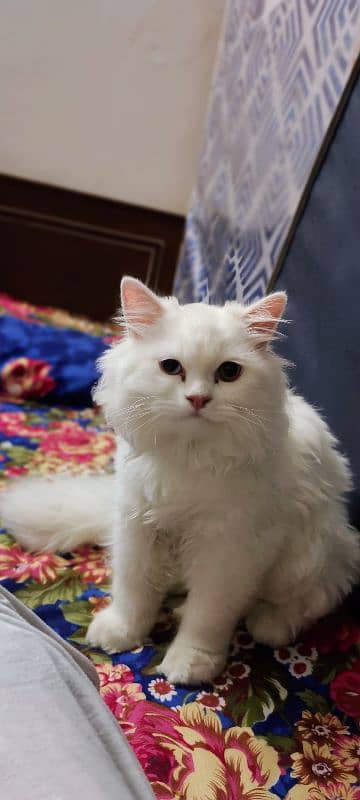 Triple coat Persian cat With Odd eyes 3