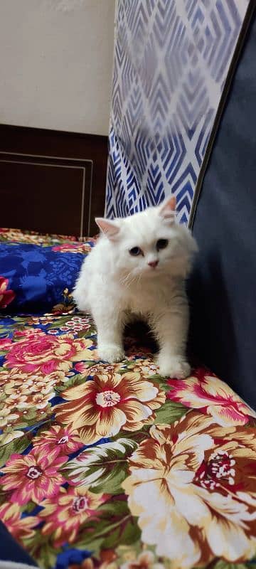 Triple coat Persian cat With Odd eyes 5