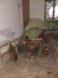 4-Hens