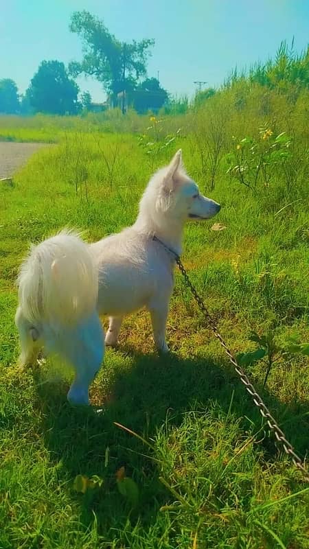 russian poodle pair 3