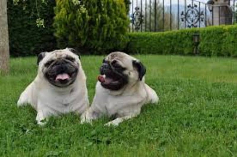 Pug pair available 0