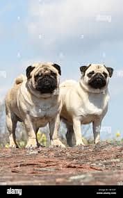 Pug pair available 1