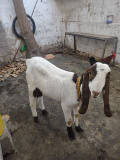 Bakra