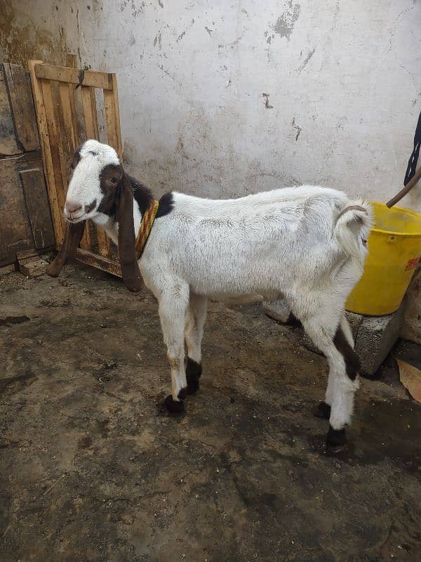 Bakra 5 mahine ka 3