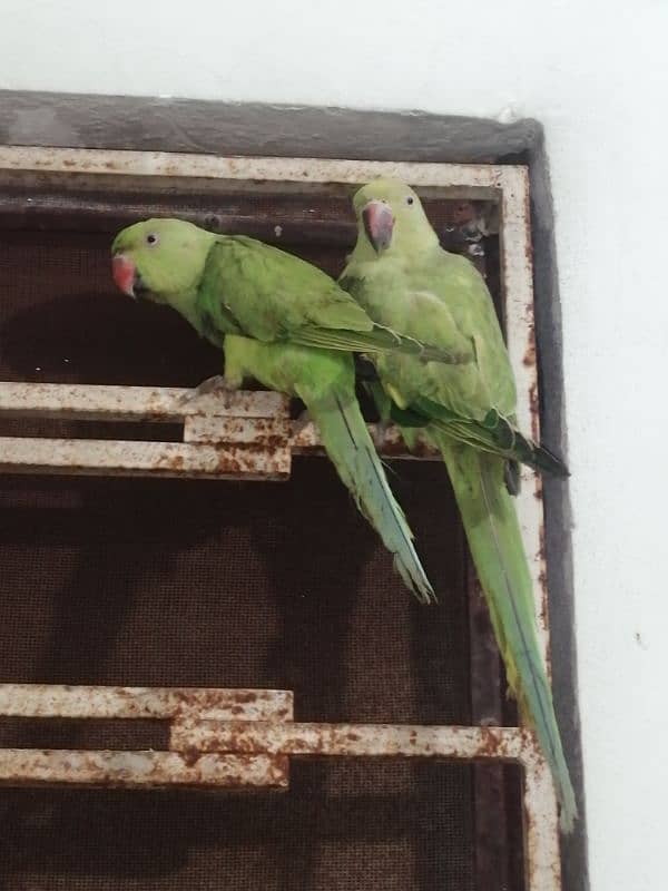 Green Parrots For sale 0