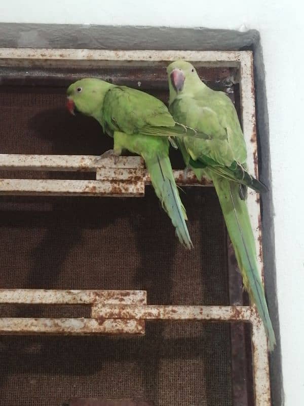 Green Parrots For sale 1