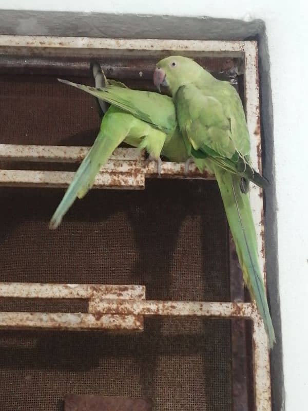 Green Parrots For sale 2