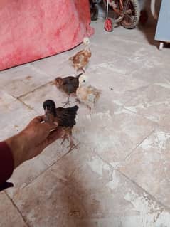 Golden misri chicks 1 male 3 female chooza  for sale