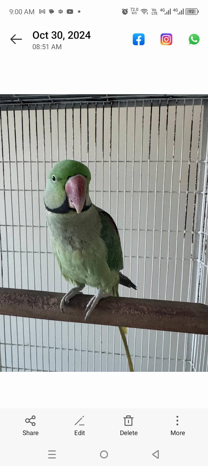 Active talking raw parrot for sale 0