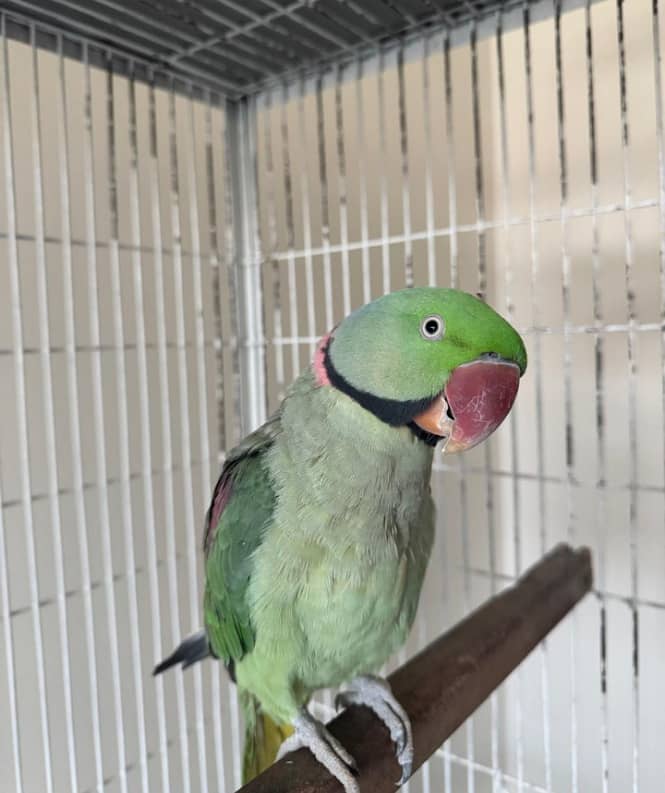 Active talking raw parrot for sale 1