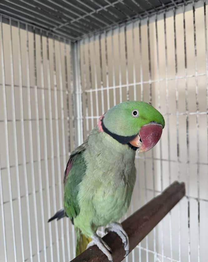 Active talking raw parrot for sale 2