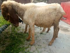 4 dant pure Desi sheep urgent sale dood bhi dyti ha