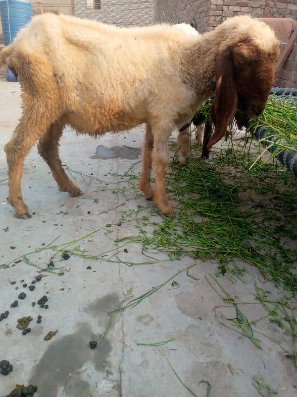 khiri pure Desi sheep urgent sale dood bhi dyti ha 1