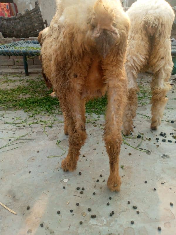 khiri pure Desi sheep urgent sale dood bhi dyti ha 2