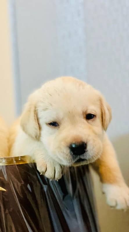 british labrador pupps available 4