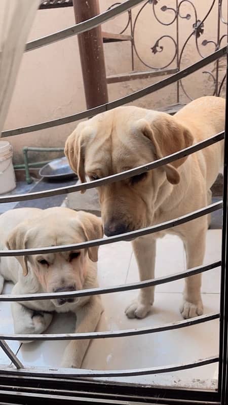 british labrador pupps available 5