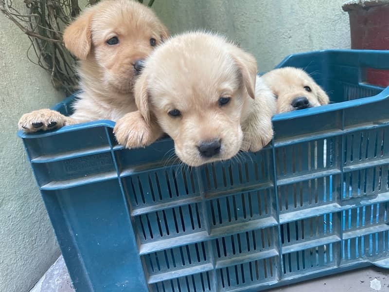 british labrador pupps available 9