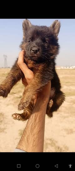 German Shepherd ltripel coat  female for sale 0