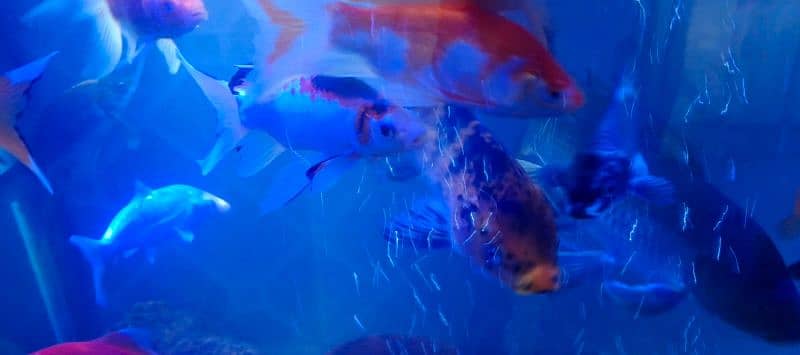 healthy & Active KOI fish & Shabagan fish 2