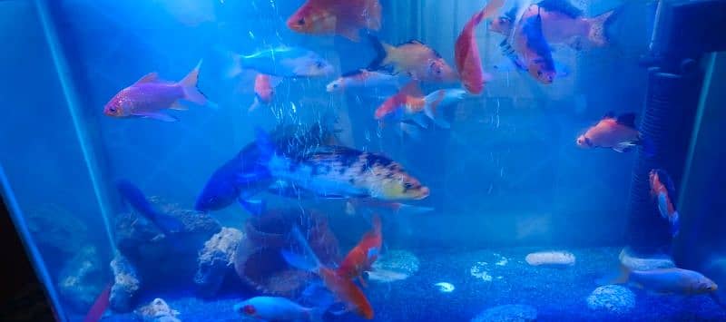 healthy & Active KOI fish & Shabagan fish 3