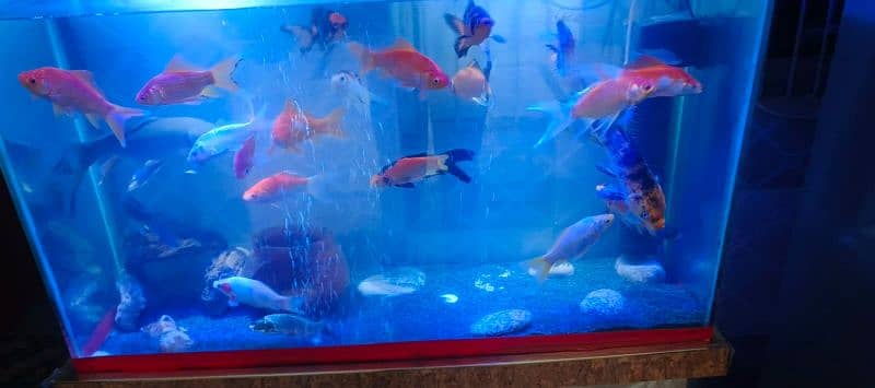 healthy & Active KOI fish & Shabagan fish 7