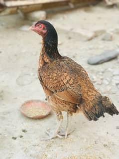 Thailand and Hint Cross Aseel Hen