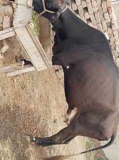 2 adad cow for sale . . . . date men sy 15 20 Dan rhty hain