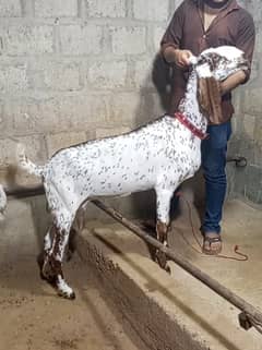 makkhi cheeni female 2.5 months cross gabban