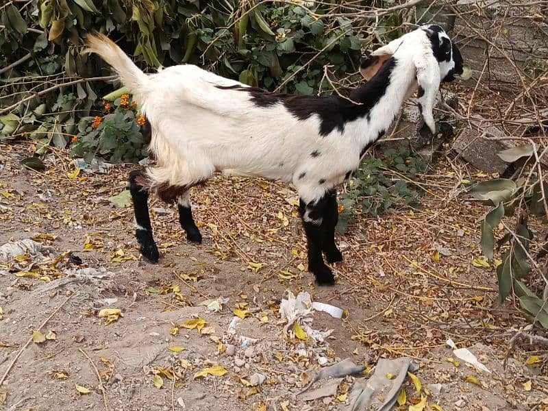 goats mix 0